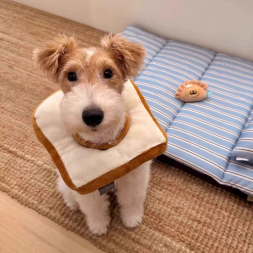 Элизабет Круг собаки против ликования и укуса артефакта Стерилизованный мягкий воротник котенок, регулируемый для употребления кошачьего кошачьего кольца