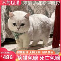 Silver gradient cat purebred adult cat 6 to 8 months British short silver gradient one year old adult cat pet cat kitten