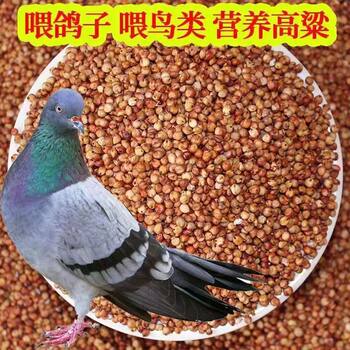 ການຂົນສົ່ງຟຣີ 20 ປອນ sorghum ສີແດງຕາເວັນອອກສຽງເຫນືອໃນເຫຼົ້າແວງແກະເຮັດໃຫ້ນົກກາງແກແລະ parrots ເປັນອາຫານທີ່ມີຜິວຫນັງແລະເມັດພືດຂະຫນາດໃຫຍ່ທີ່ບໍ່ມີເປືອກຫຸ້ມນອກເປັນຈໍານວນຫຼາຍ.