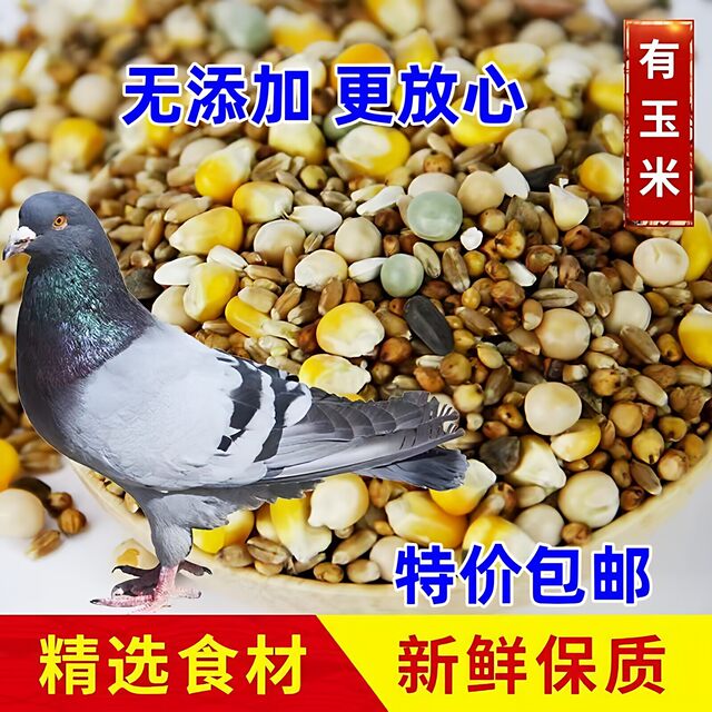 ອາຫານກາງແກ, ອາຫານໂພຊະນາການສາລີທີ່ມີຄຸນນະພາບສູງ, ນົກກາງແກຊີ້ນ, ນົກກາງແກ, ນົກກາງແກບ້ານ, ອາຫານກາງແກ, ອາຫານນົກ, ການດູແລສຸຂະພາບ, ນົກກາງແກຜູ້ໃຫຍ່, ນົກກາງແກປະດັບ
