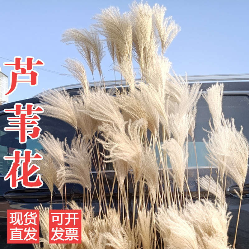 天然新款芦苇永生花束橱窗装饰摆件拂尘花麦穗干花婚庆道具包邮