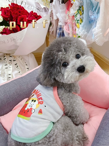 Одежда для любимой собаки плюшевая бим -бим боменг Малзис маленький собака летний кошачий клуб