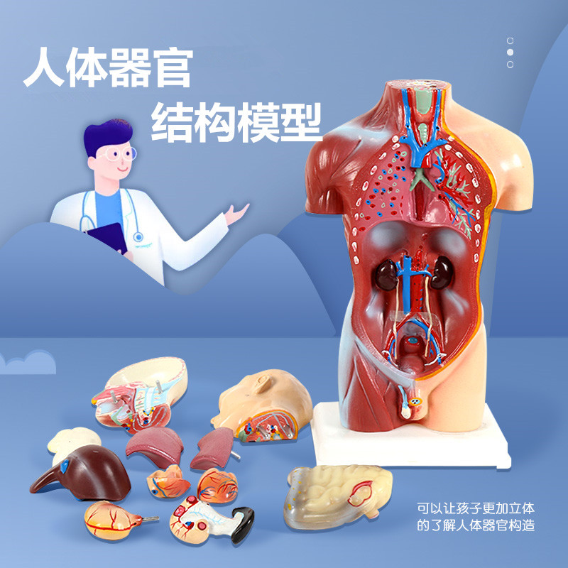 Human organ structure model children's version of the structure of small teaching aids anatomical model five internal organs skeleton whole body