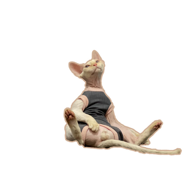 Hairless cat clothes summer ຜ້າຝ້າຍບໍລິສຸດປ້ອງກັນທ້ອງສີ່ຂາຫ້ອງເຄື່ອງປັບອາກາດ sling ບາງ elastic sphinx Devon ເຄື່ອງນຸ່ງຫົ່ມ cat