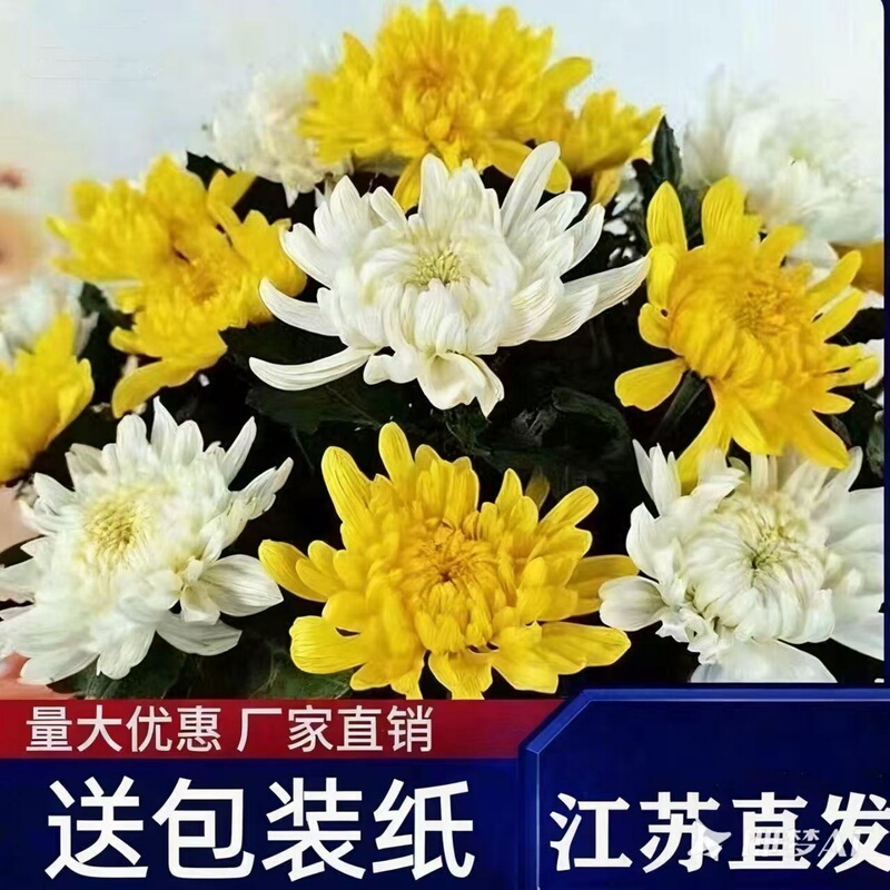 Qingming Festival Yellow and White Flowers Chrysanthemum Tribute Flowers Mourning Grave Sweeping Worshiping Ancestors and Seeking Gods Bouquets Planting Base Wholesale Free Shipping
