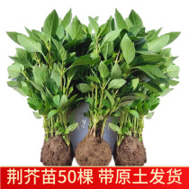 荆芥苗新鲜带根带土秧苗50颗现挖现发新鲜蔬菜大叶荆芥河南