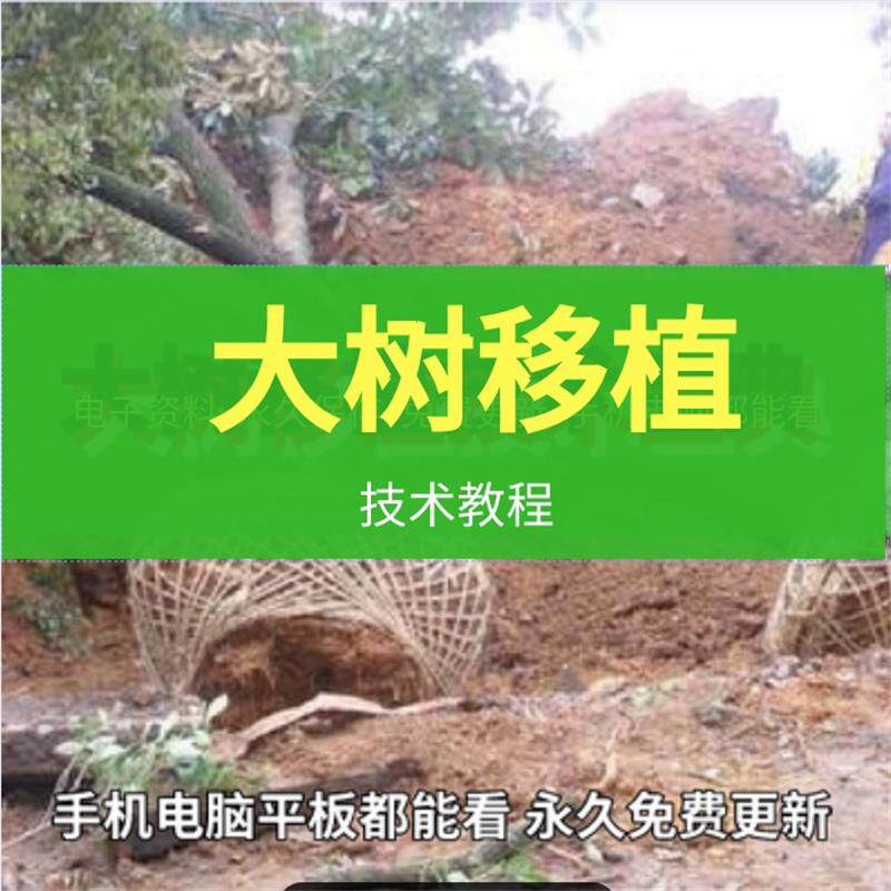 Big tree transplanting technical information transplanting big tree tutorial seedling cultivation management and maintenance training techniques