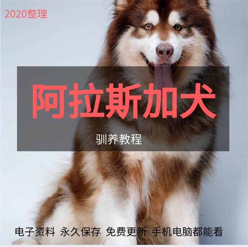 Alaskan Malamute Husky Domestication Tutorial Feeding Puppies Training Training Dogs Buying and Nursing Daquan