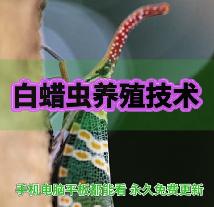 The breeding and utilization of ash worm breeding technology and the training of ash production tutorials on disease prevention and control