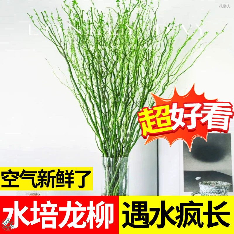 国风龙柳鲜枝水培绿植，让你的家瞬间变身古风庭院！🌿🌺-商务用花-淘宝好物网