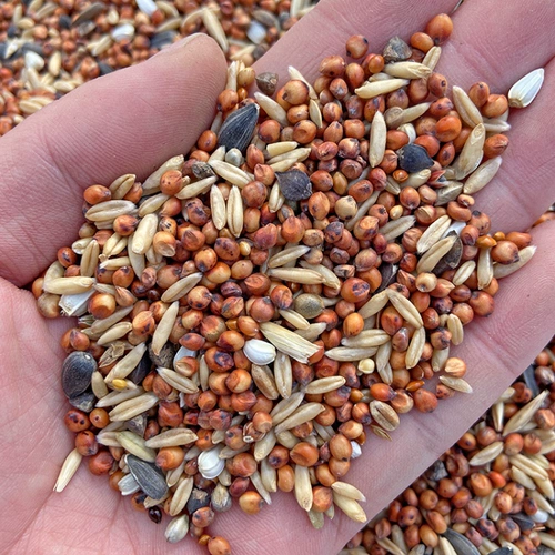 Молодые голубь черепах голубки зерновое голубь не кормить без кукурузы без бобовых пищи.