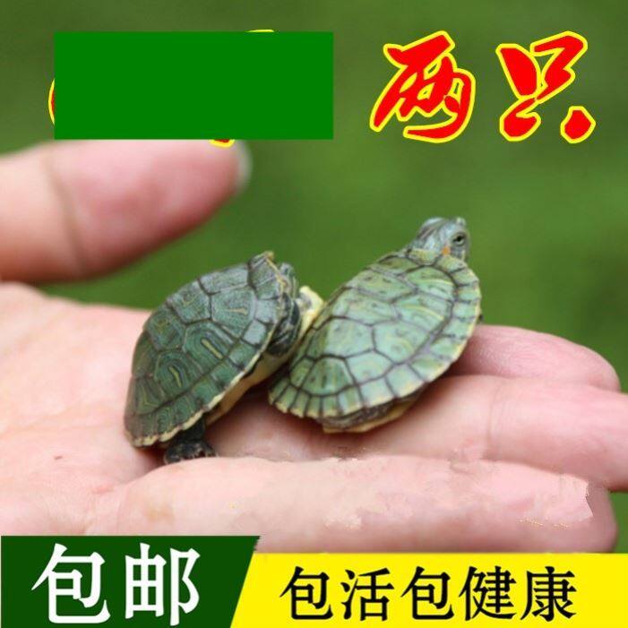 Small turtle living things Brazilian tortoise red ear tortoise ornamental pet longevity ornamental tortoise green small colored tortoise water turtle living things