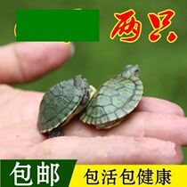 Small turtle living things Brazilian tortoise red ear tortoise ornamental pet longevity ornamental tortoise green small colored tortoise water turtle living things