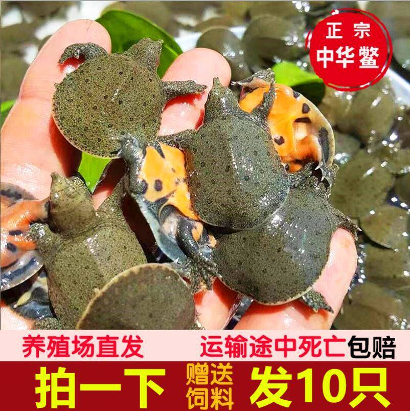Outer Pond Chia Fish Fry Small Chia Fish Boy Scouts Cold Water Bacon Red Dragon Feed For Breeding Pets