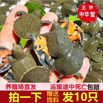 Outer Pond Chia Fish Fry Small Chia Fish Boy Scouts Cold Water Breeding Ground Turtle Dragon Fish Feed For Breeding Pets