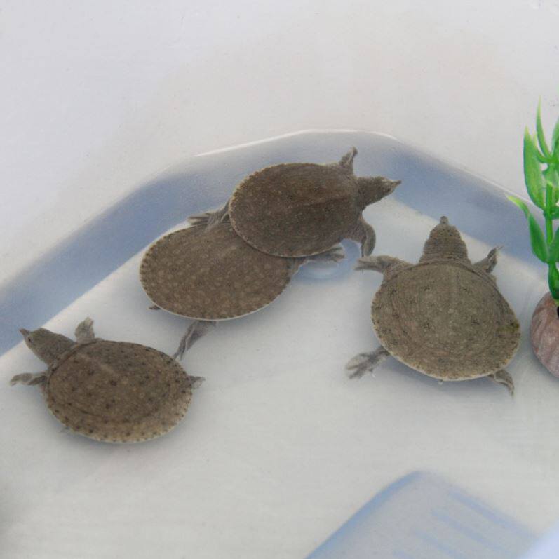 10 outer pond cultured turtle fry Chinese turtle small turtle fry freshwater fish fry group fish fresh seedling package live