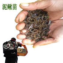 Dragon fish living feed feeding turtles small mud loach Miao turtle raft fishing teething and coveted live fish bait to put in a breeding seedling