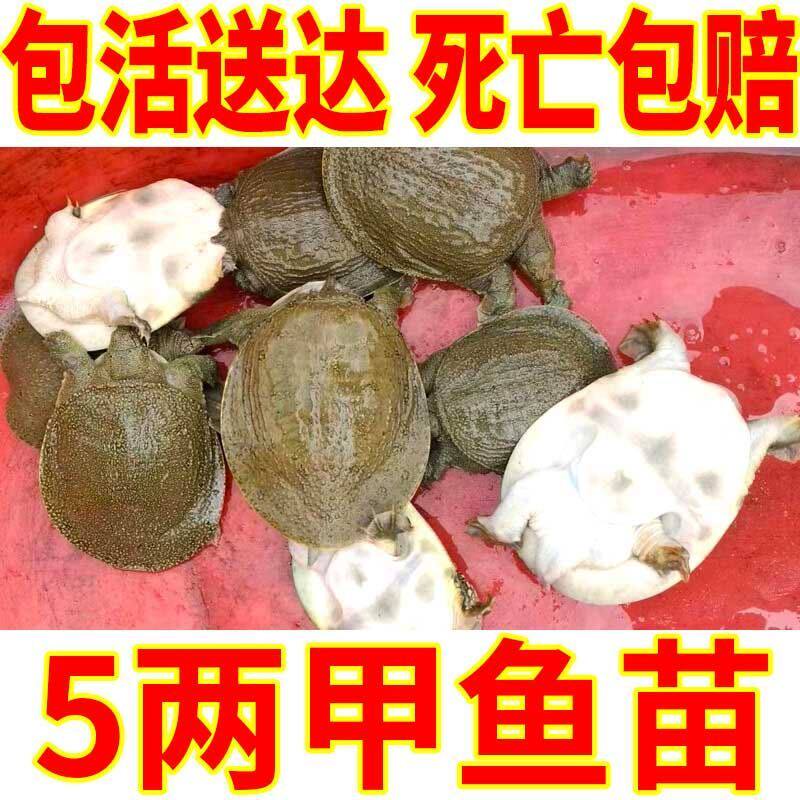 Turtle fry, small turtle boy, turtle, home-breeding, free-ranging, edible, farmable package, transport package, live in hand