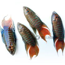 Chinese Fighting Fish Live Pitchfork Freshwater Cold Water Cold Water Small Fish Live Fish Ornamental Fish Native Flower towel Good to keep alive