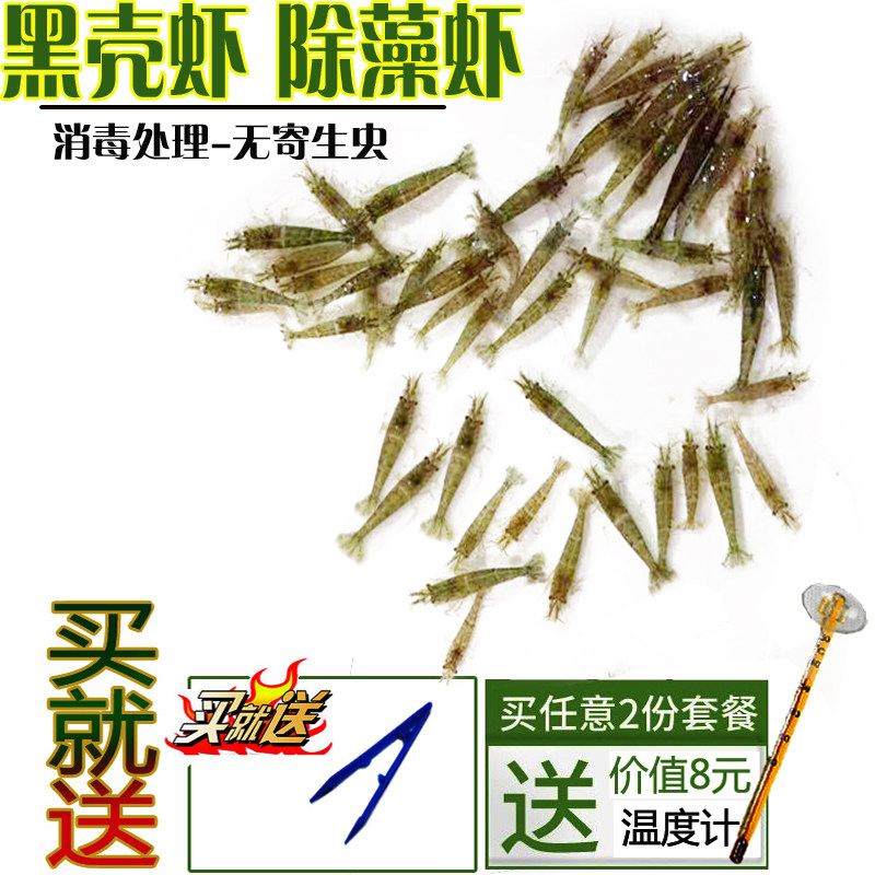 Aquarium Black Shell Shrimp Except Algae Shrimp Large Ornamental Shrimp Clean Shrimp Living Feed Tool Shrimp Grass Cylinder Impurity Cleaning