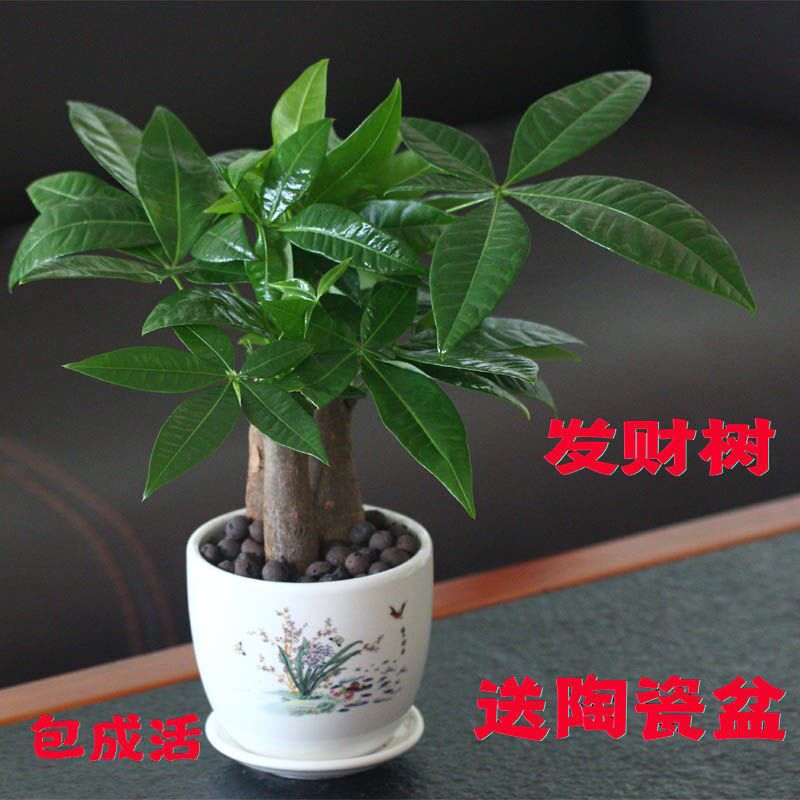 Fortune tree golden ge indoor flower hanging orchid office desktop small green plant jasmine potted hydroponic succulents