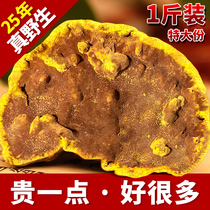 (25 years wild) Tibet wild sauna and yellow grade 500g one pound of Linzhi Sang Yellow Renocesse