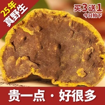 25 years ) Huangyeng Tibet wild sauna and sauna yellow whole Dongzhi 250g non - Ganoderma 500g