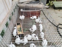 Rabbit cage Large free space Rabbit cage Breeding farm breeding special indoor and outdoor stainless steel rabbit cage