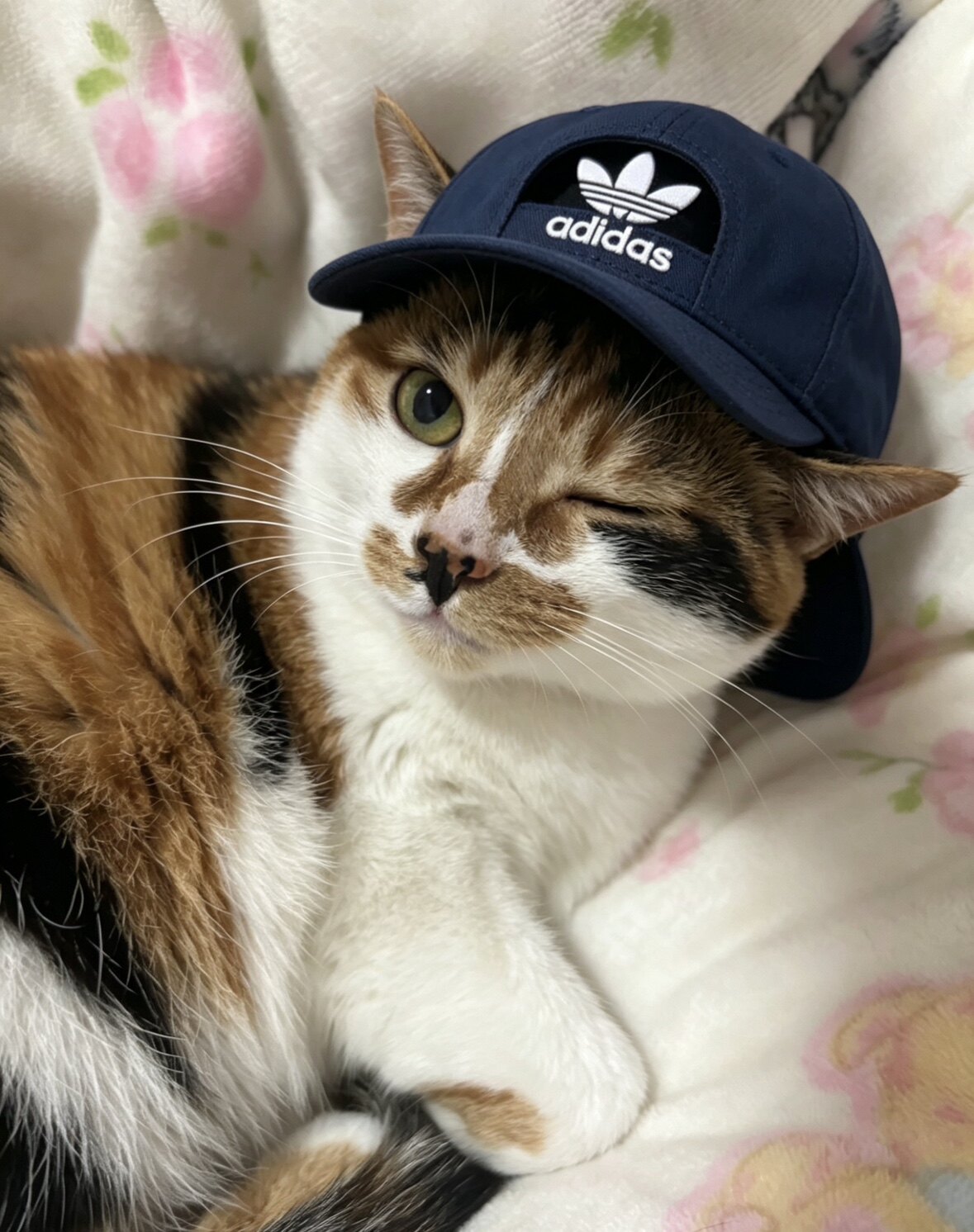 立夏是只猫