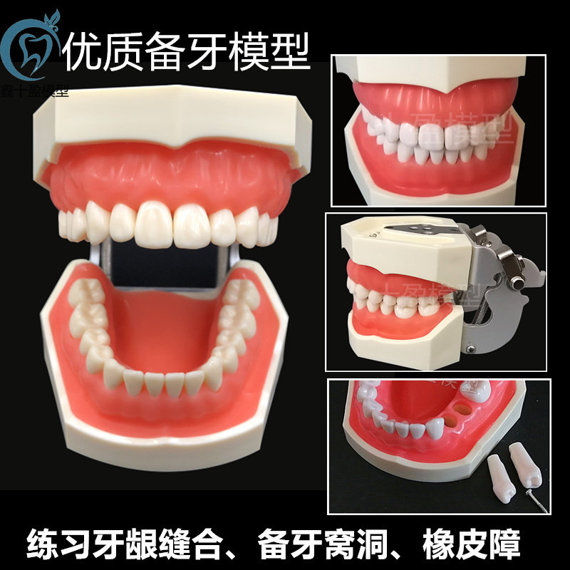 备牙模型 口腔牙科模具医生练习考试树脂缝可拆卸离体标准假备牙