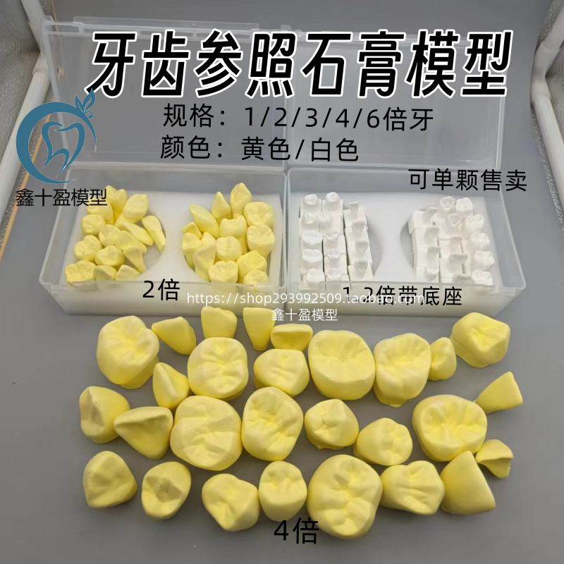 牙科口腔练习雕刻牙齿石膏牙粒模型 1.2倍 2倍 示范雕刻模型全口