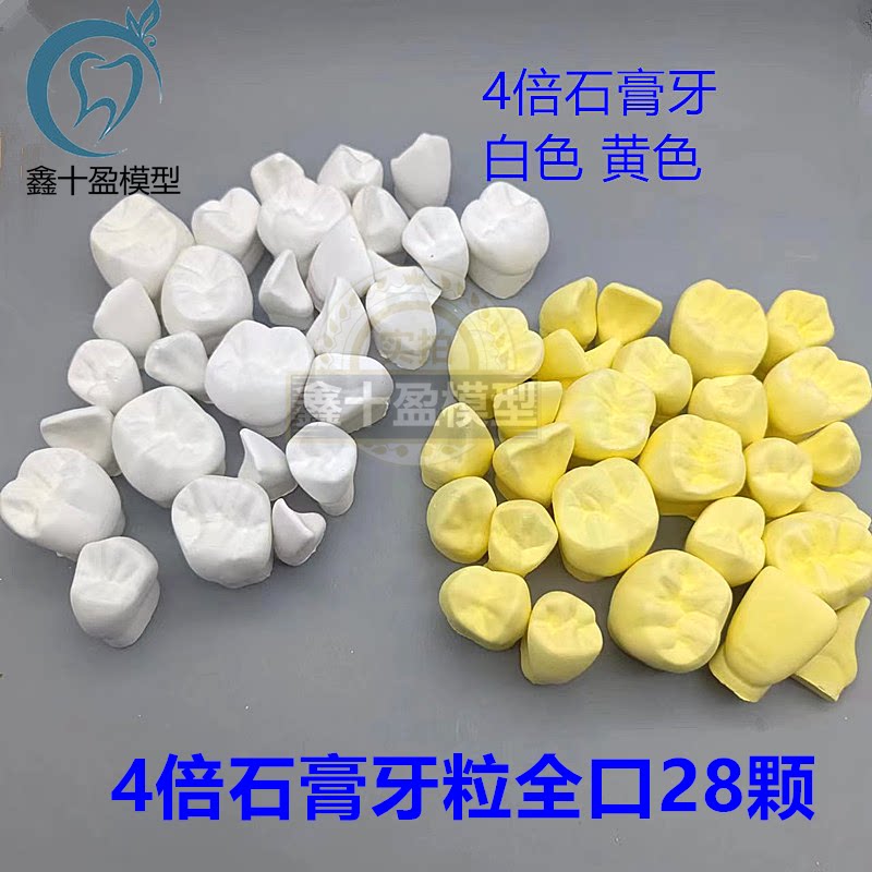 牙科3倍4倍石膏牙模型 教学雕牙牙齿模型 磨具 教具 练习雕牙示范