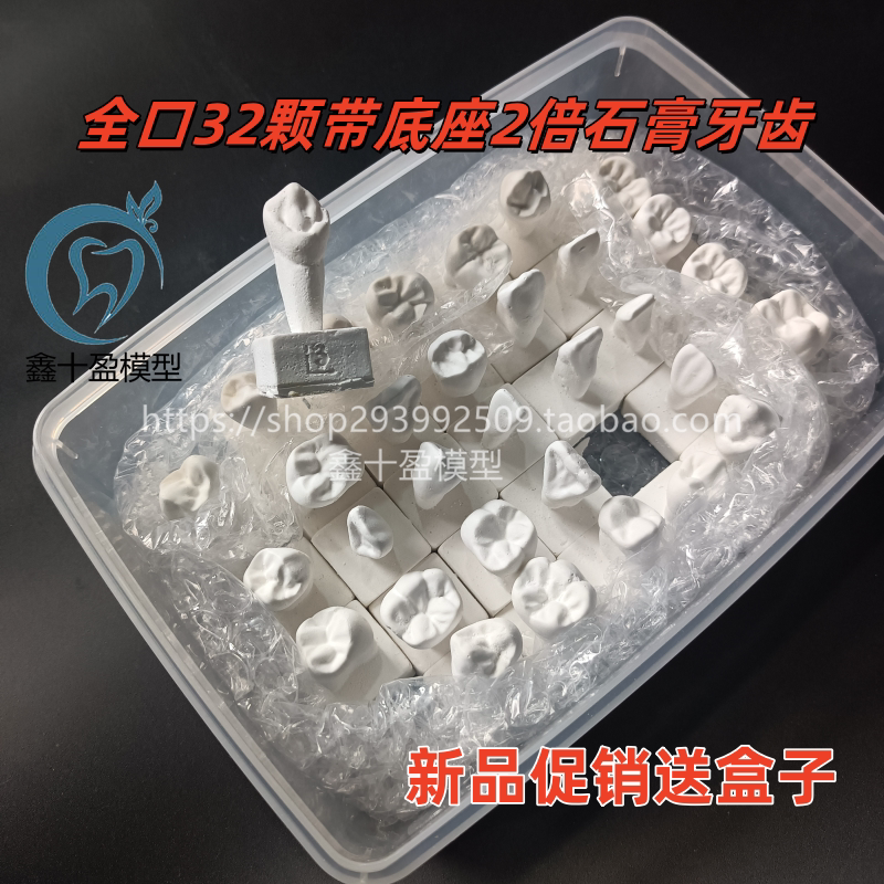 牙科口腔石膏牙全口32颗2倍带底座石膏牙模型教学练习雕刻石膏牙