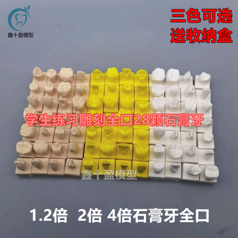 学生练习雕刻石膏牙粒展示模型 1倍石膏牙粒模型示范雕刻模型全口