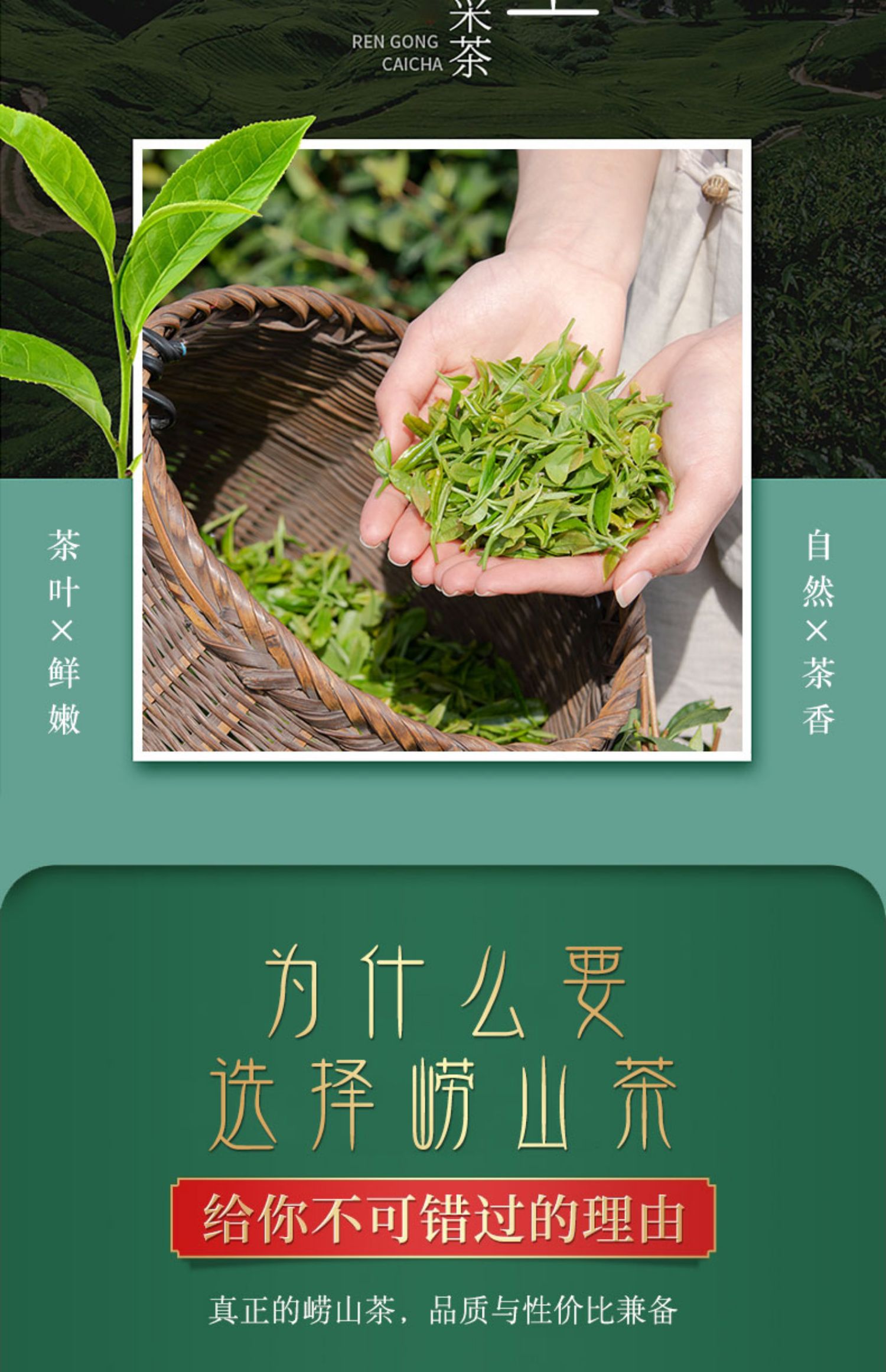 崂山绿茶2021浓香新茶罐装250g