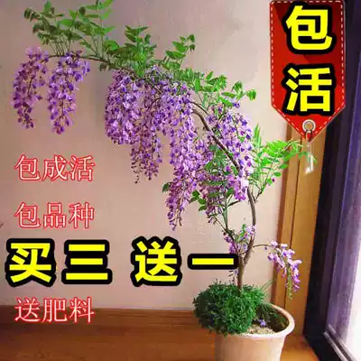 Yard purple vine tree flower seedling climbing vine plant four seasons climbing tree planting festival precious famous tree sapling purple