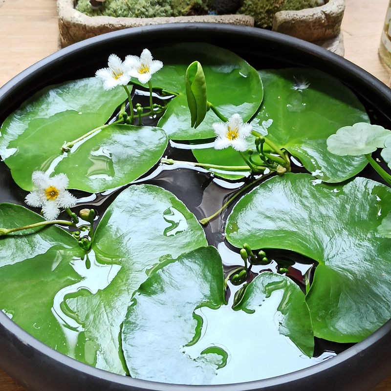 Fish pond aquatic plants shade-resistant ancient fish farming aquatic plants ornamental fish fish tank aquatic plants one-leaf lotus hydroponic lotus