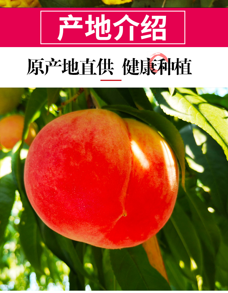 北京平谷大桃新鲜水果水蜜桃5斤桃