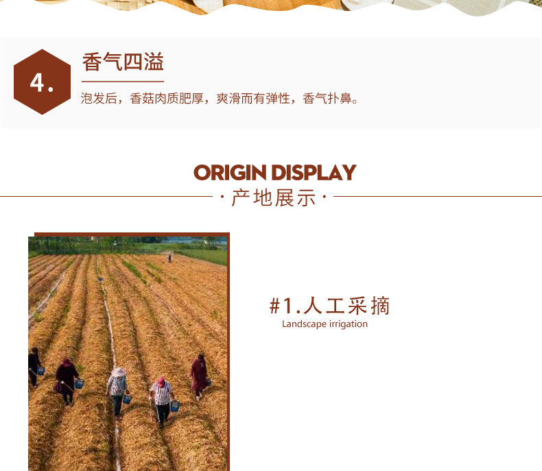 天然赤松茸 1000g 图8