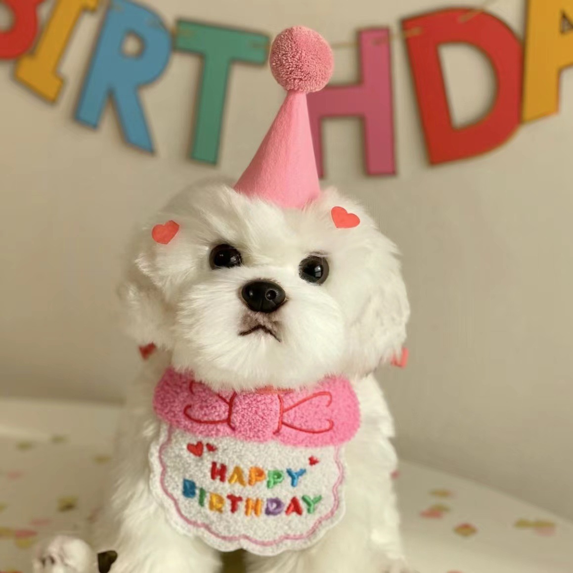 The dog's spat with a birthday present.