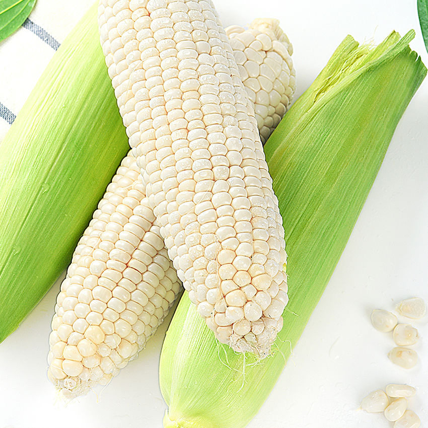 糖小咖 山西新鲜现摘白糯玉米穗 10支约8斤 天猫优惠券折后￥18.9包邮（￥28.9-10）