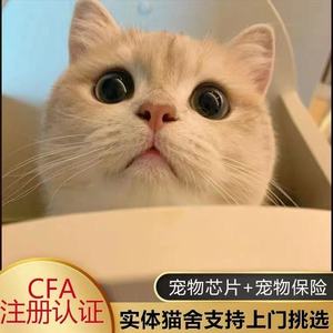 金渐层猫幼猫英短蓝金宠物猫幼崽活物短毛猫矮脚猫ny12活体小猫咪