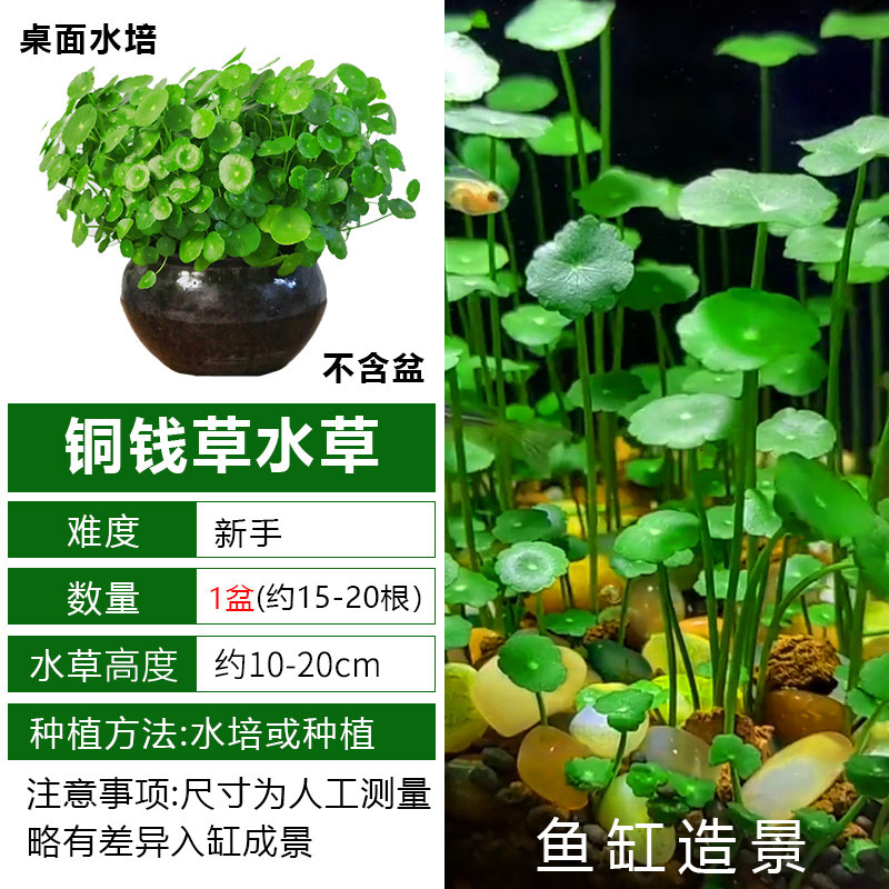 铜钱草