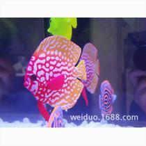 Aquarium decoration fish tank landscaping simulation fish silicone tropical fish luminous simulation fish colorful fairy blue hanging
