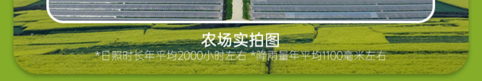 日本晴王品种 阳光玫瑰青提 3斤 图5