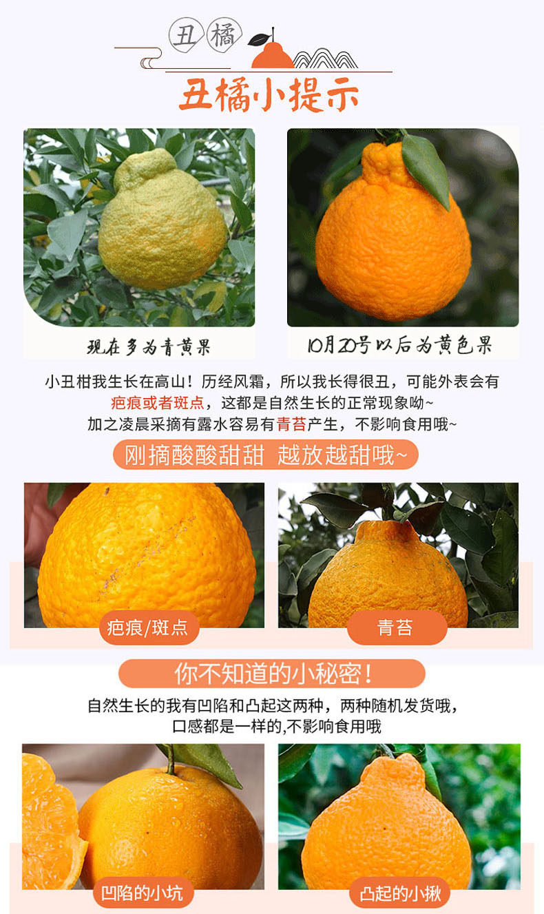 长河源 不知火丑橘 净重8斤 图1