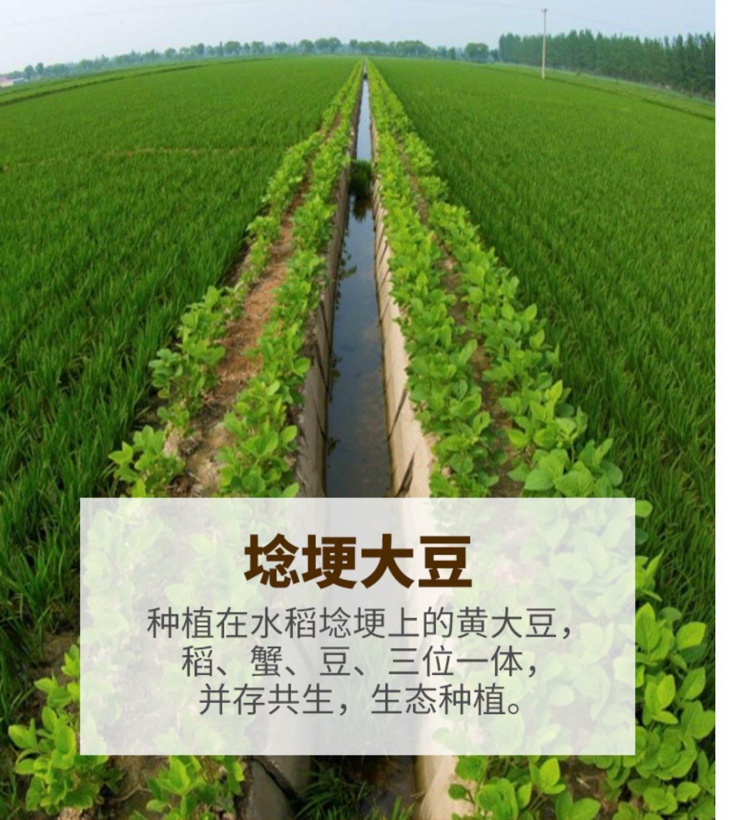 2020新黄豆东北农家自种非转基因2斤