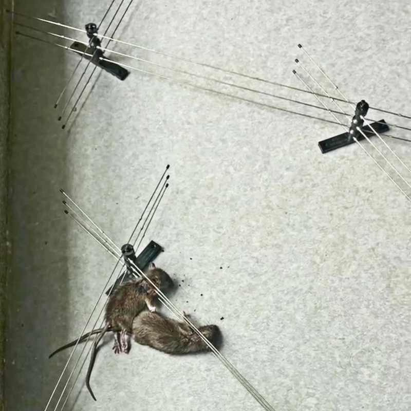 Household outdoor professional mouse-catching mouse-catching mouse-killing rat-killing power grid a set of basic version of electric energy controller