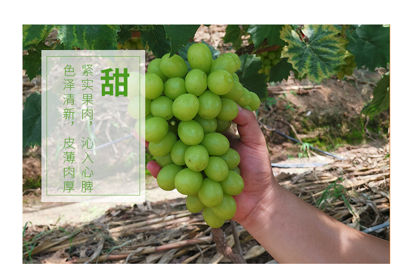 鲜宜芬 A级 阳光玫瑰青提 净重3斤 图6