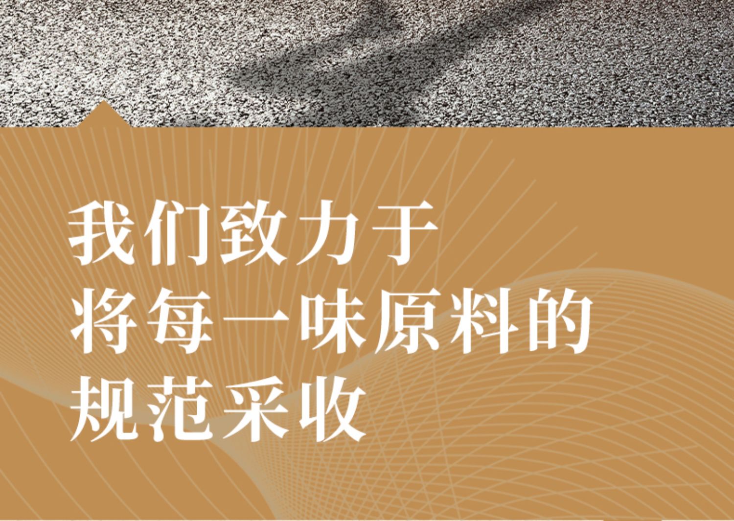 【阅鉴本草】人参五宝茶保健补肾养生30包